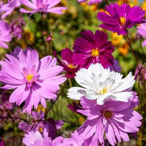 Cosmos Psychée